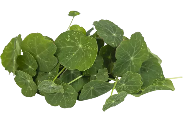 Oost-Indische kers 25gr stuk